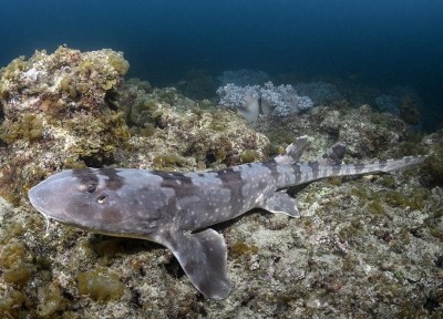 Whitespotted-Bamboo-Shark-057